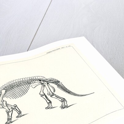 ‘Triceratops prorsus’ by Unknown